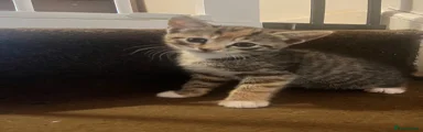 Kitten 2 