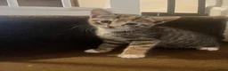 Mixed Breed cats for sale: 2 tabby girl kittens available  - Advert 5
