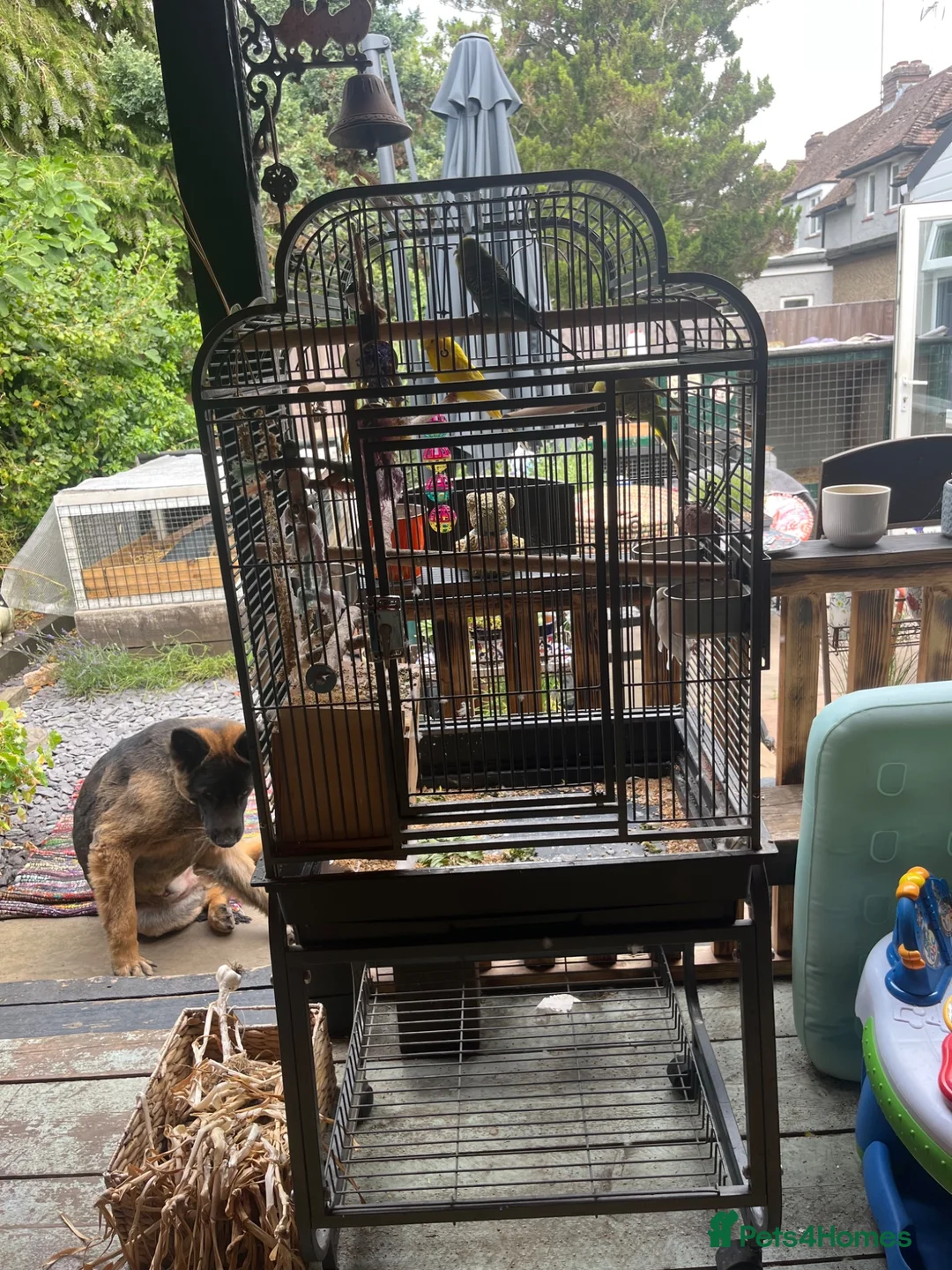 Budgerigars birds for sale: Budgies and cage - Advert 5