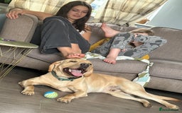 Labrador Retriever dogs for sale: Pablo  - Advert 2