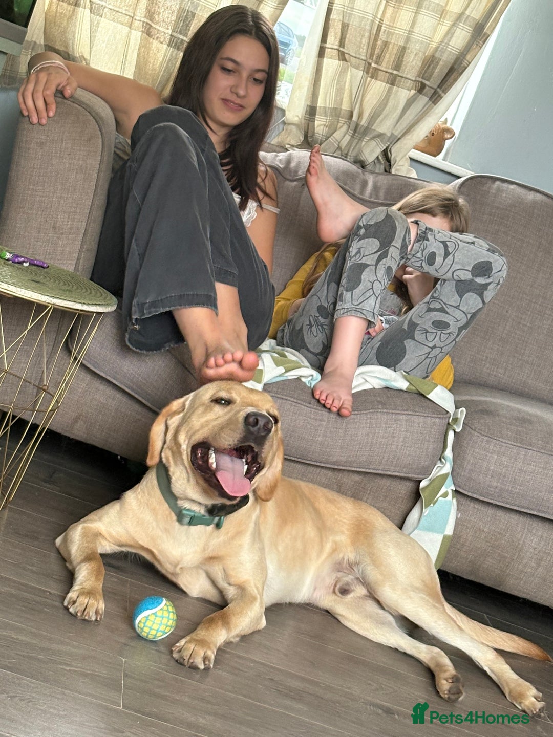 Labrador Retriever dogs for sale: Pablo  - Advert 2