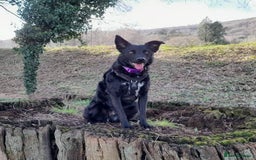 Mixed Breed dogs for adoption: JASMINE – Gorgeous Hungarian Mudi - Image 6