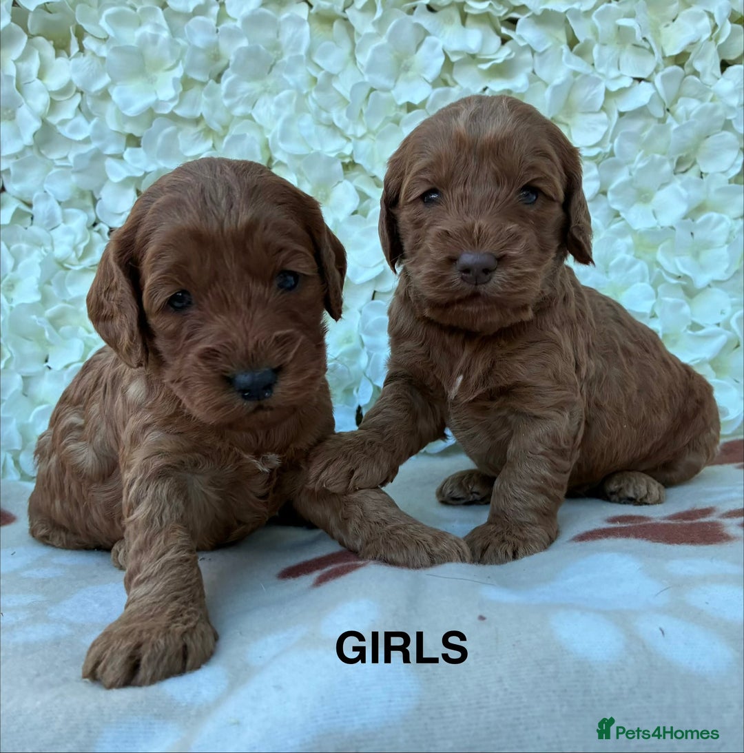 Cockapoo dogs for sale: Beautiful F1 Cockapoo Puppies Available  - Advert 4