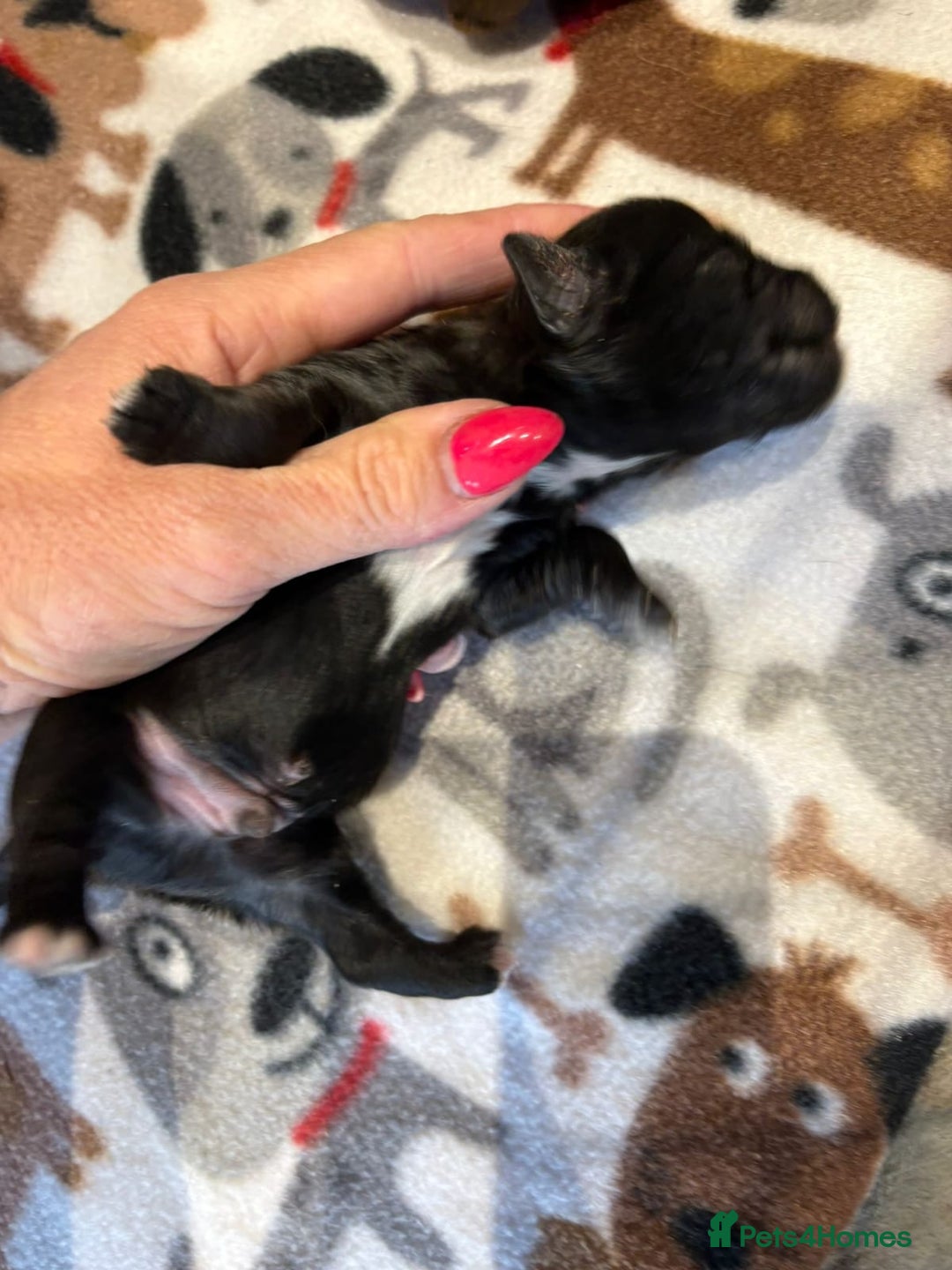 Shihpoo dogs for sale: Shih poo Puppies - Advert 13