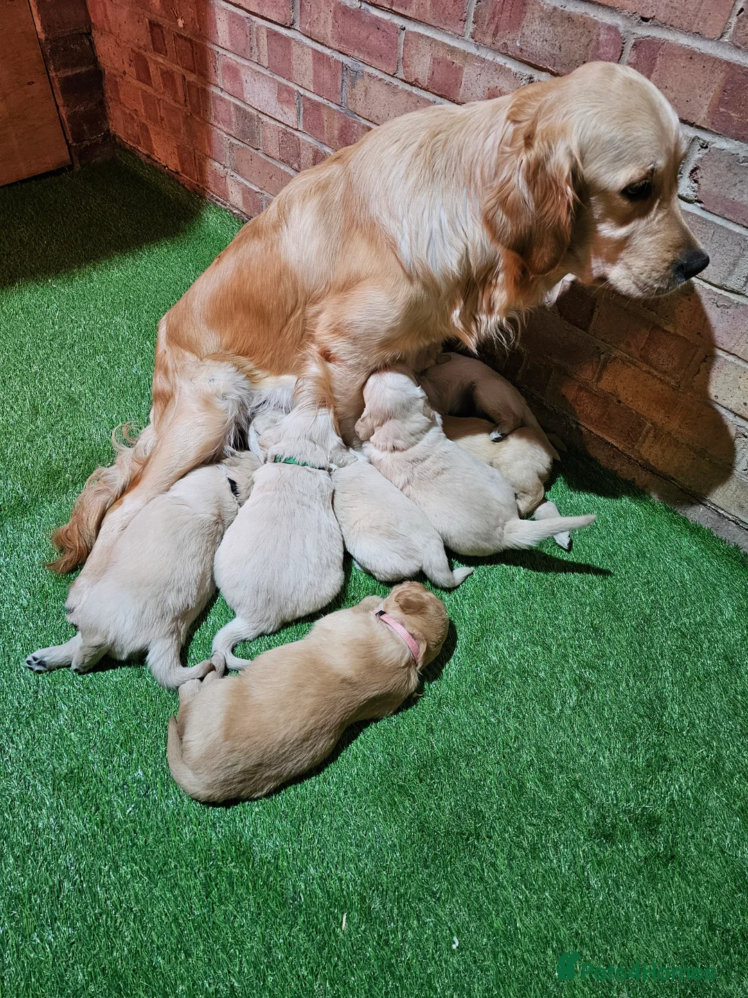 Golden Retriever dogs for sale: Golden retriever puppy for sale in Harrow  London - Advert 8
