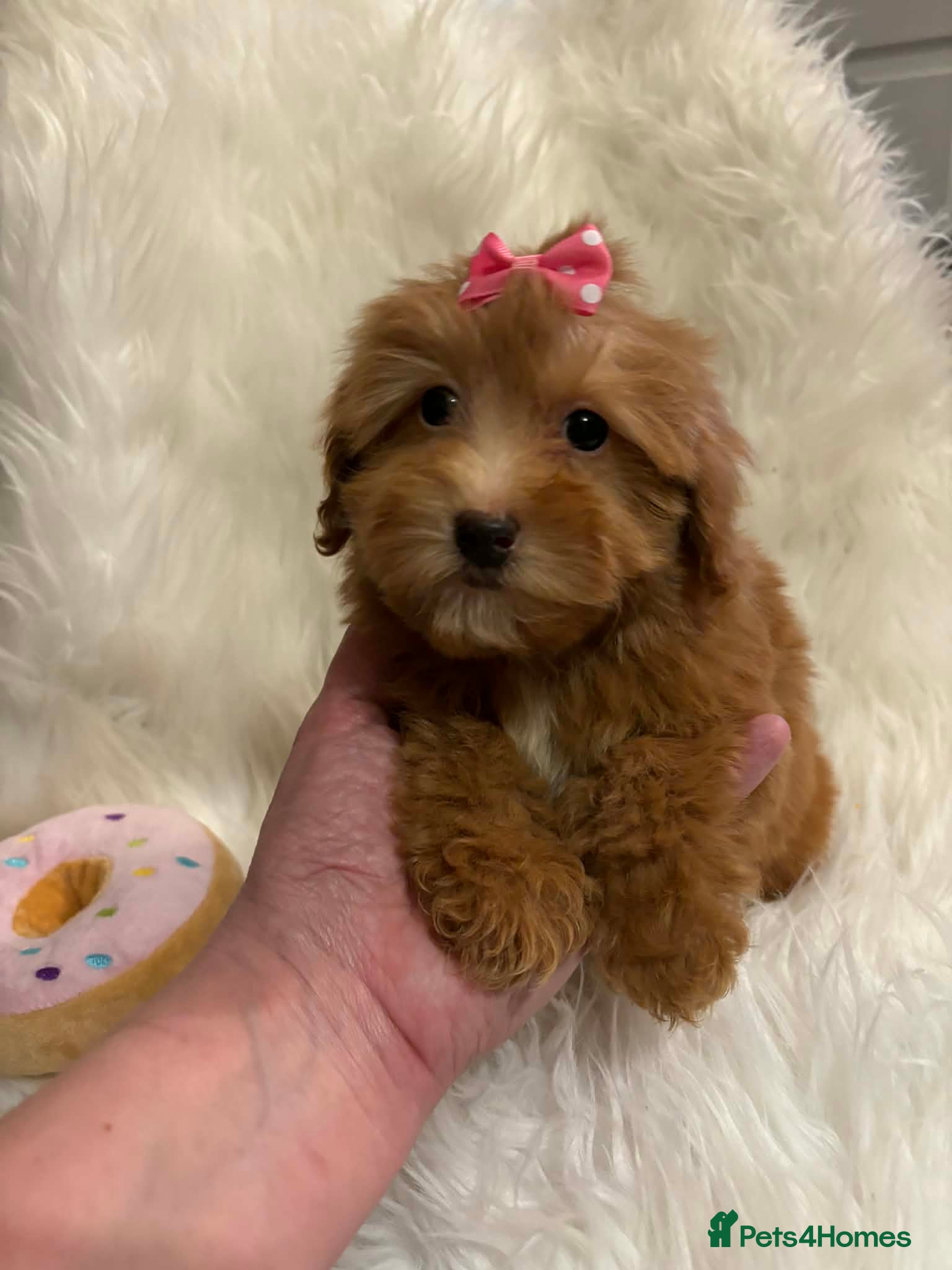 Maltipoo dogs Maltipoo red golden apricot small puppies ready - Advert 1