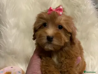 Maltipoo dogs Maltipoo red golden apricot small puppies ready - Advert 1