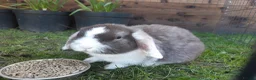 Mini Lop rabbits for sale: Gorgeous mini lops in Shildon - Advert 8