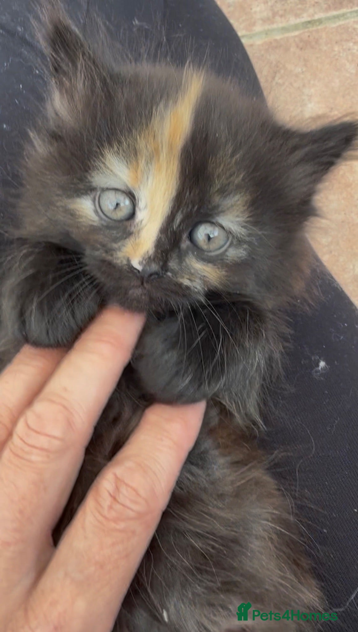 Norwegian Forest Cat cats Two little beauties super friendly & loving  - Advert 19