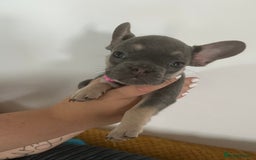 French Bulldog dogs for sale: French Bulldog Fur Babies  - Image 9