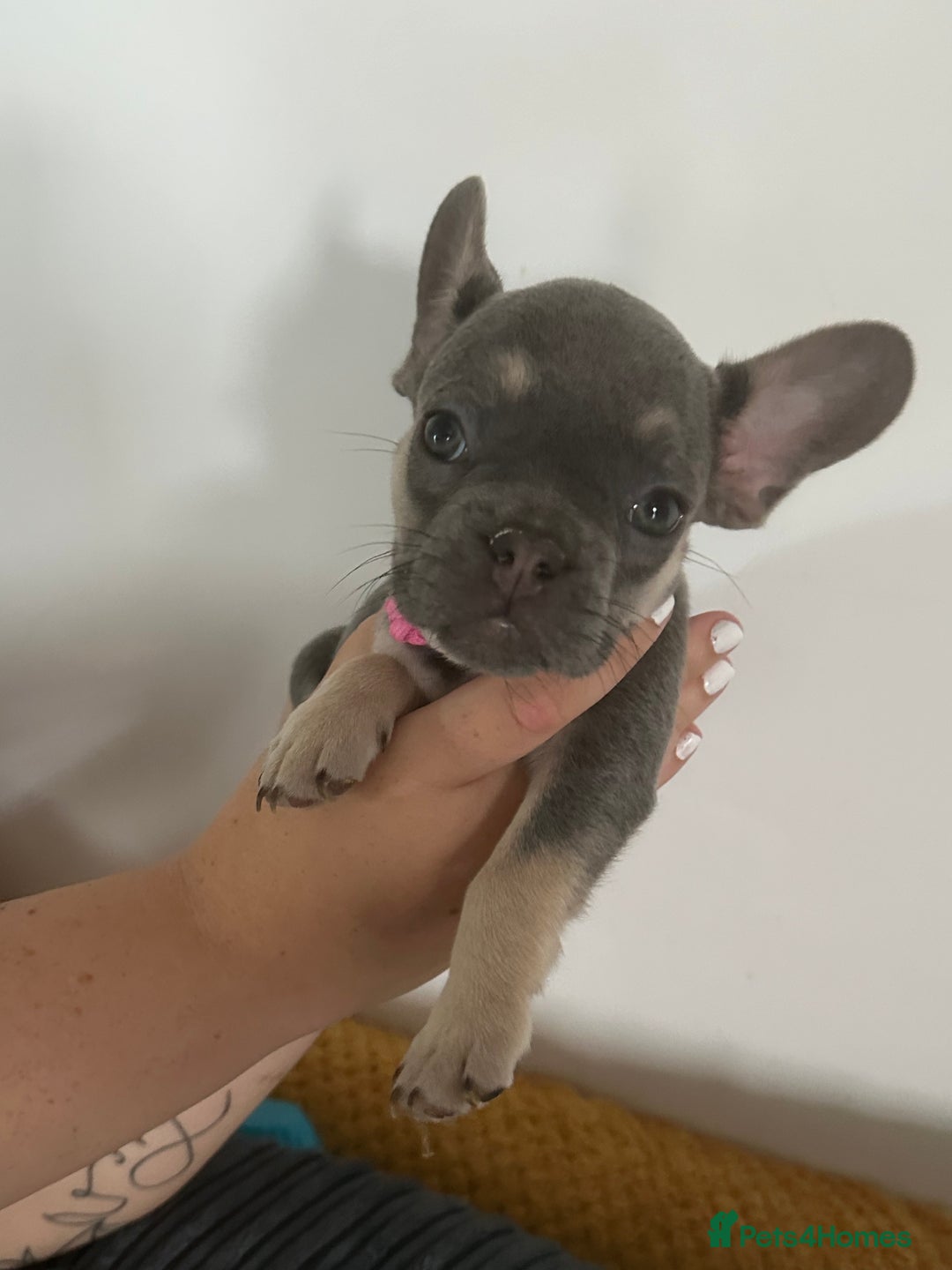 French Bulldog dogs for sale: French Bulldog Fur Babies  - Image 9