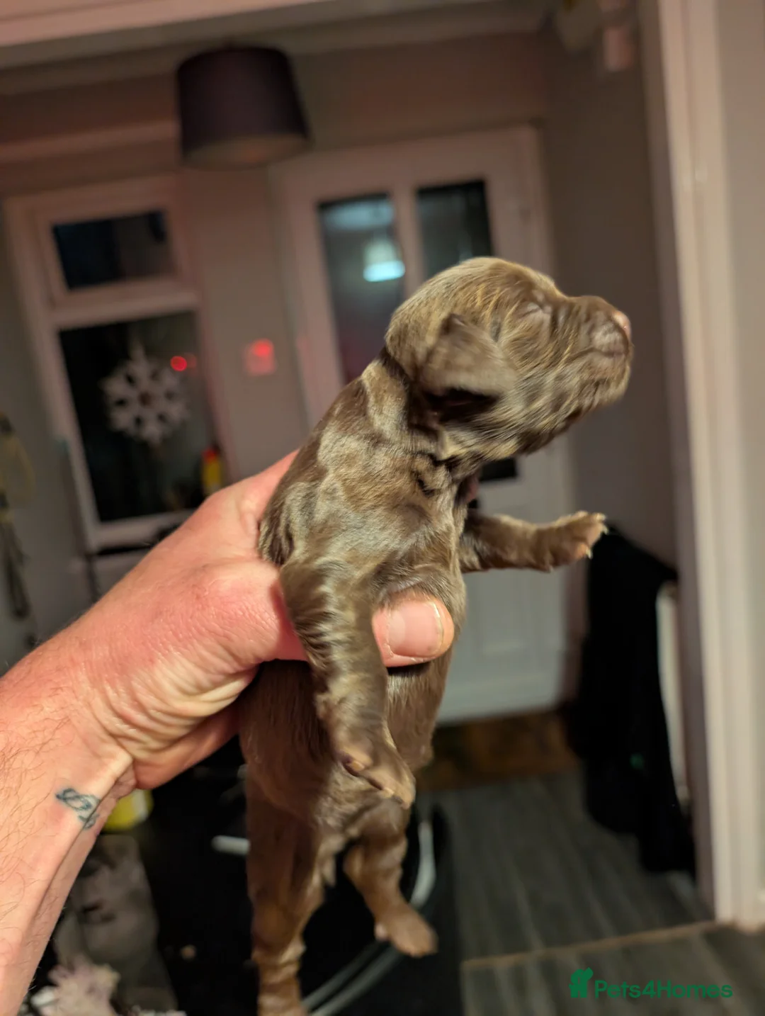 Cocker Spaniel dogs for sale: 2 stunning working cocker spaniel pups - Advert 12