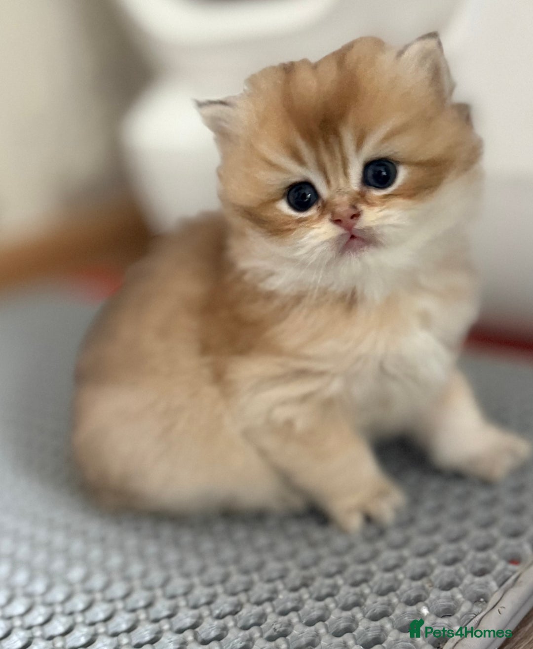 British Shorthair cats for sale: 🌟Purebred British Shorthair Golden Kittens🌟 - Image 21
