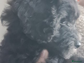 Labradoodle dogs ✨⭐ Mini Labradoodles – F1b Parents! Vaccinated ⭐✨ - Advert 2