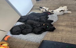 Cocker Spaniel dogs for sale: All puppies have been rehomed.  - Image 1