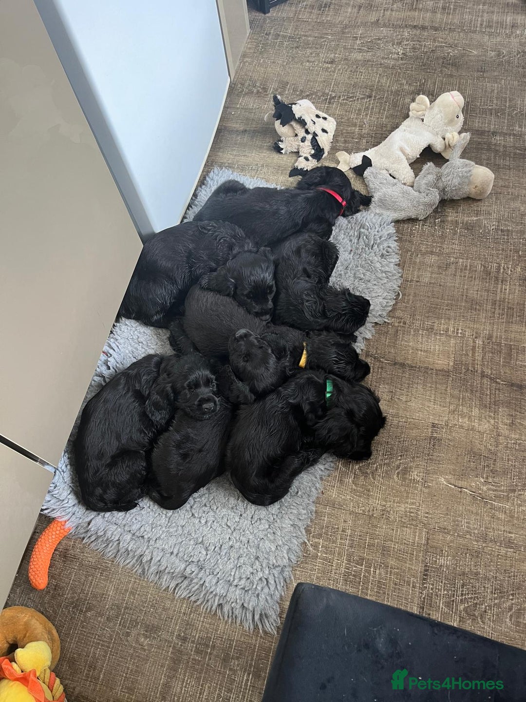 Cocker Spaniel dogs for sale: All puppies have been rehomed.  - Image 1