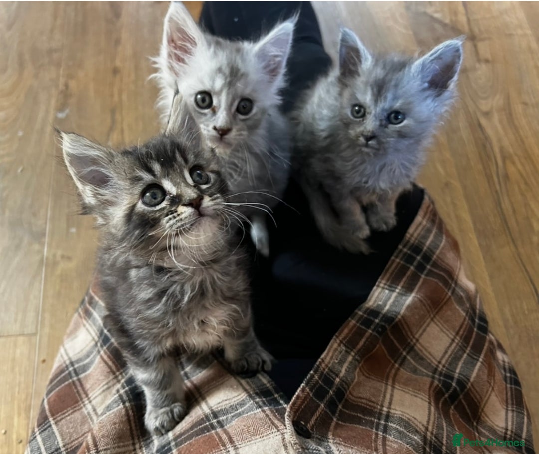 Maine Coon cats for sale: Beautiful Mainecoon kittens - Image 2