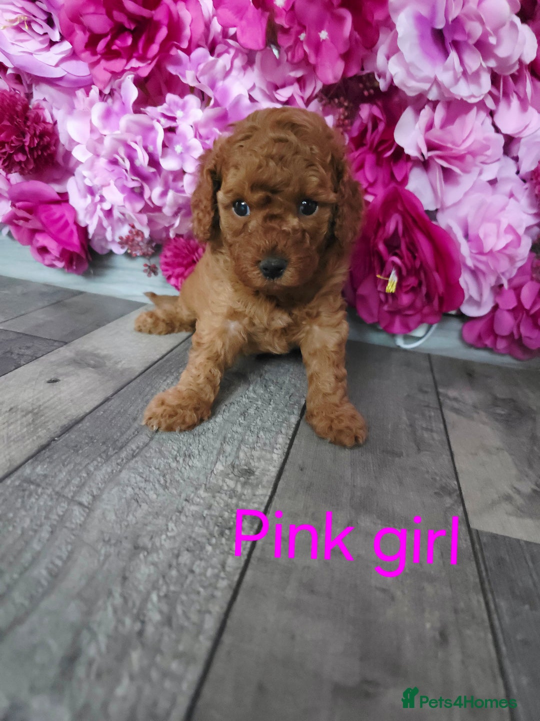Cavapoo dogs for sale: CAVAPOO F1B RED HEALTY TESTED PARENTS - Image 16