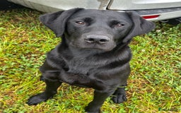 Labrador Retriever dogs for sale: STUNNING HEALTH TESTED WORKING LINE LABS FOR SALE - Image 10