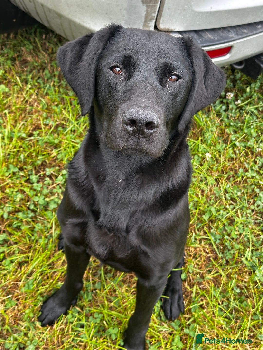 Labrador Retriever dogs for sale: STUNNING HEALTH TESTED WORKING LINE LABS FOR SALE - Image 10