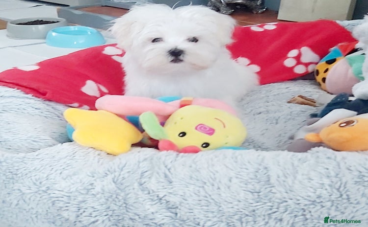 Maltese dogs in Llanelli - Advert 7