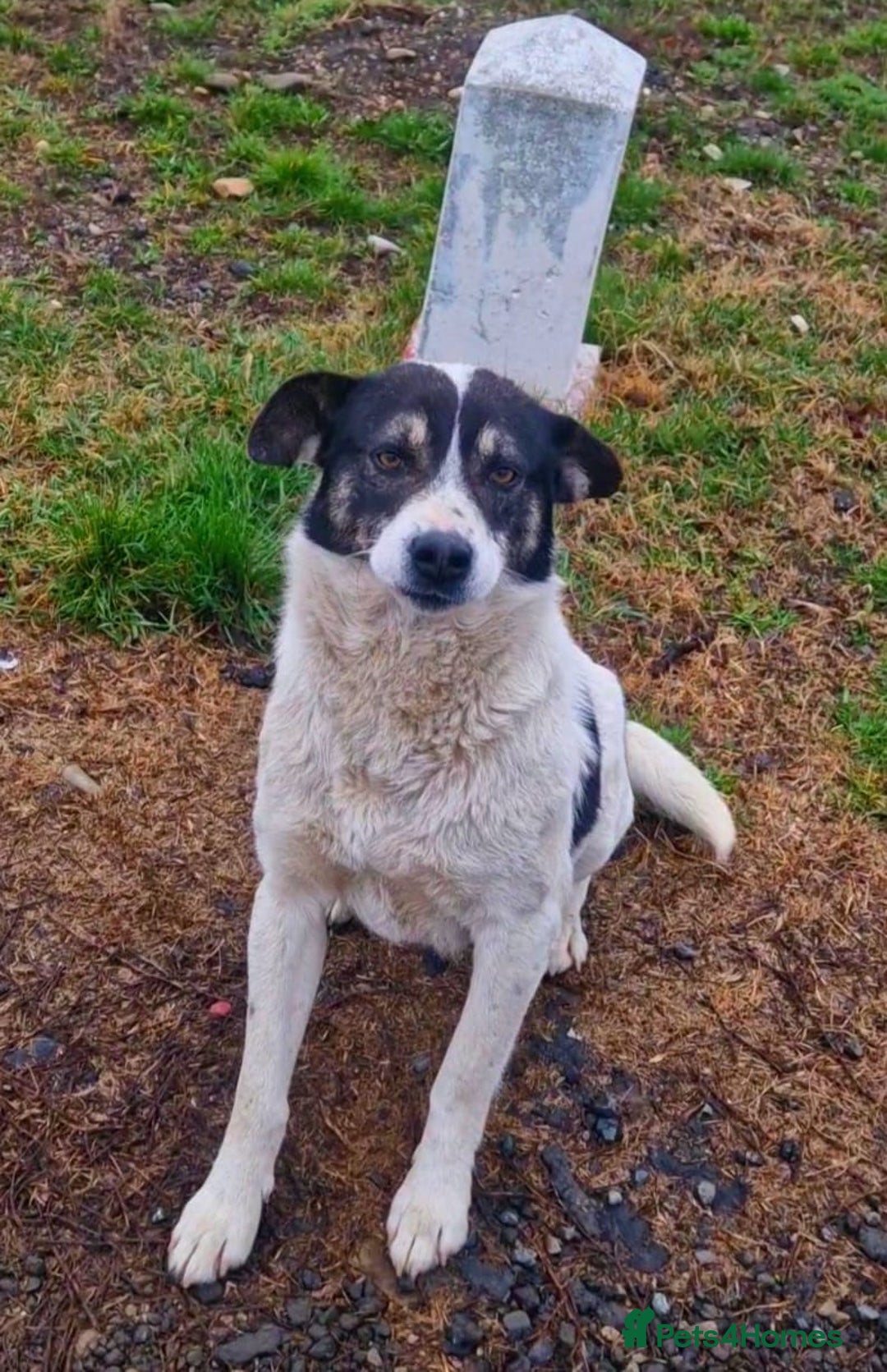 Mixed Breed dogs for adoption: PATROCLE – a Lovely boy for a Loving Home - Image 16
