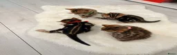 Bengal cats for sale: Four Beautiful Bengal kittens 🐾  - Advert 4