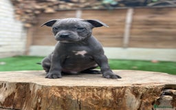 Staffordshire Bull Terrier dogs for sale: Quality Staffordshire Bull Terriers  - Image 24