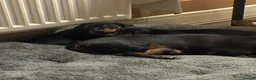 Miniature Dachshund dogs for sale: One minature female available for forever home in Southam - Advert 3