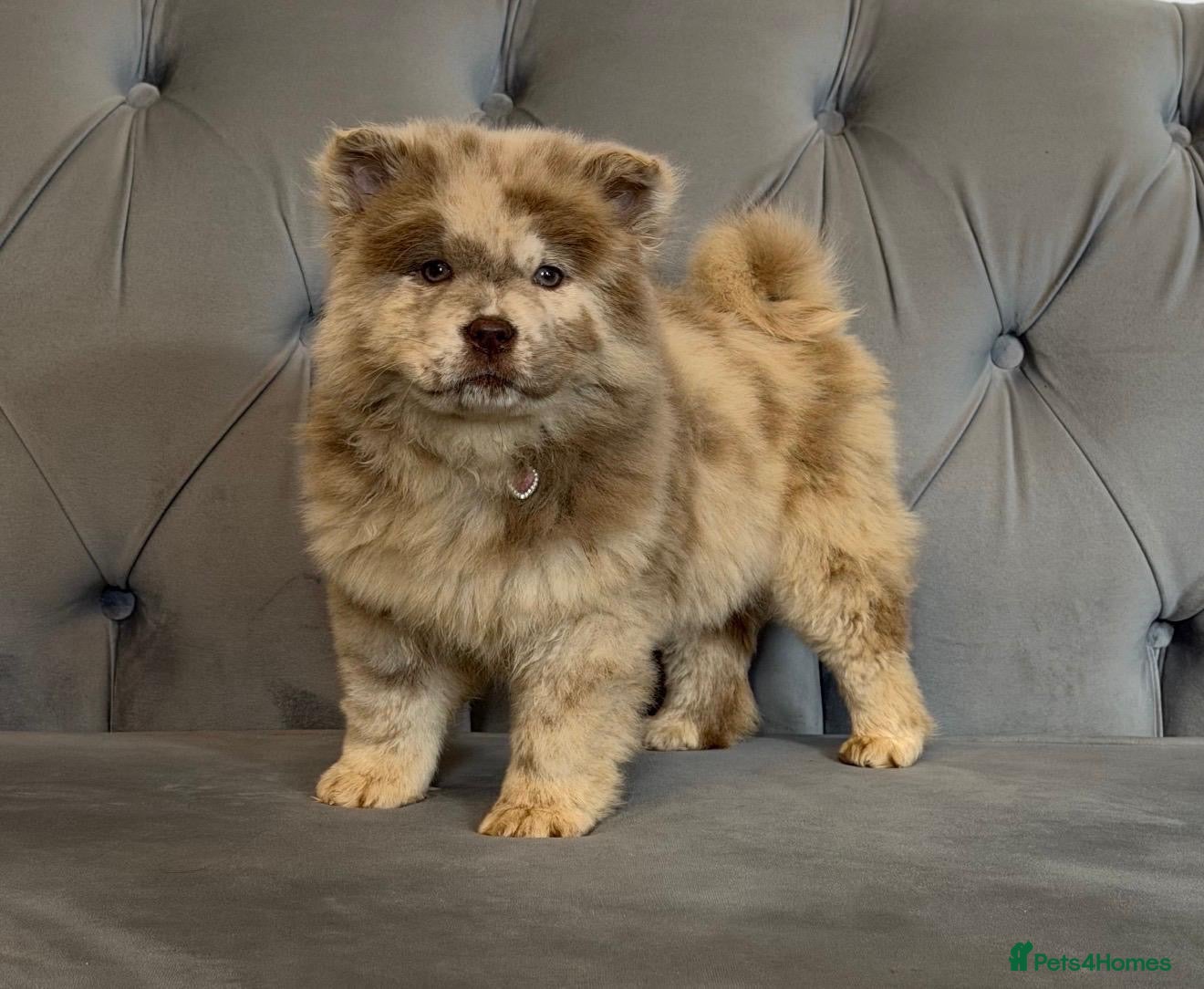 Chow Chow dogs Exotic colour puppies for sale  - Advert 1
