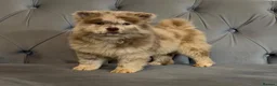 Chow Chow dogs for sale: Stunning exotic colour chowski puppies for sale  - Advert 1