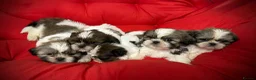 Shih Tzu dogs for sale: PURE TINY SHIH TZU PUPPIES😍 - Advert 2