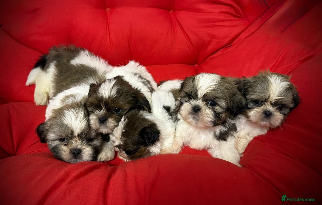 Shih Tzu dogs for sale: PURE TINY SHIH TZU PUPPIES😍 - Advert 2