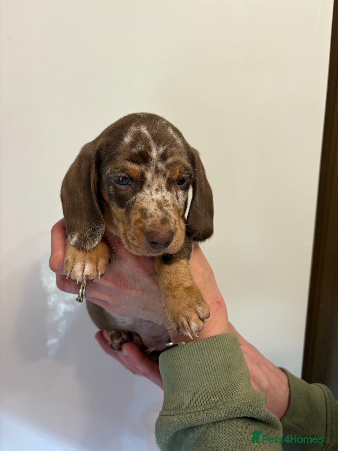 Miniature Dachshund dogs for sale: 🤩 3 Kc mini dachshund 🤩 - Advert 18