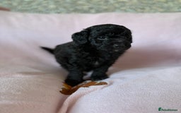 Labradoodle dogs for sale: Last three F1BB mini/toy labradoodle puppies  - Image 11