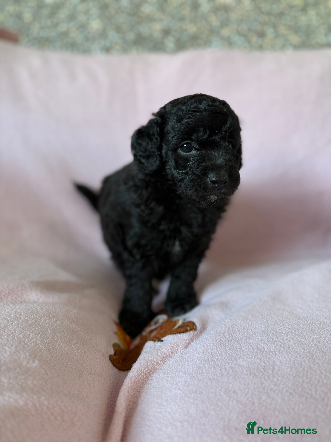 Labradoodle dogs for sale: Last three F1BB mini/toy labradoodle puppies  - Image 11