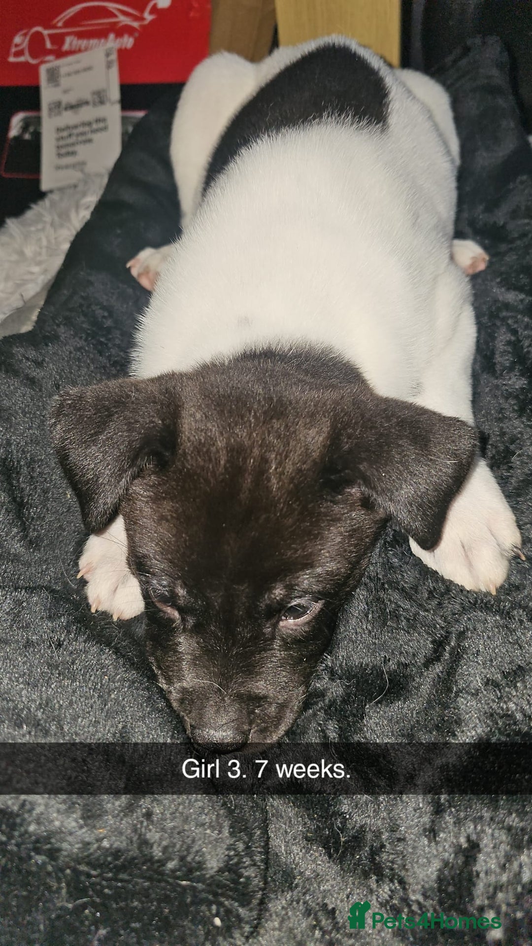 Mixed Breed dogs for sale: American akita x staffy pups for sale ONE LEFT - Image 22