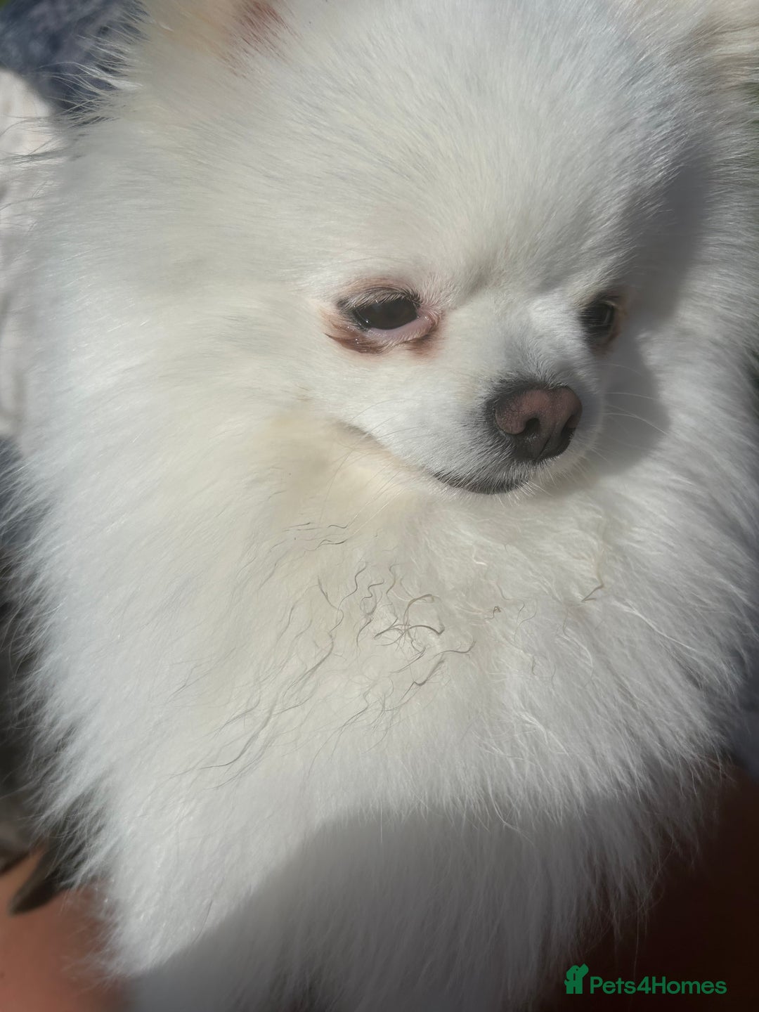 Pomeranian dogs for stud: Olaf white Pomeranian stud in Liverpool - Image 13