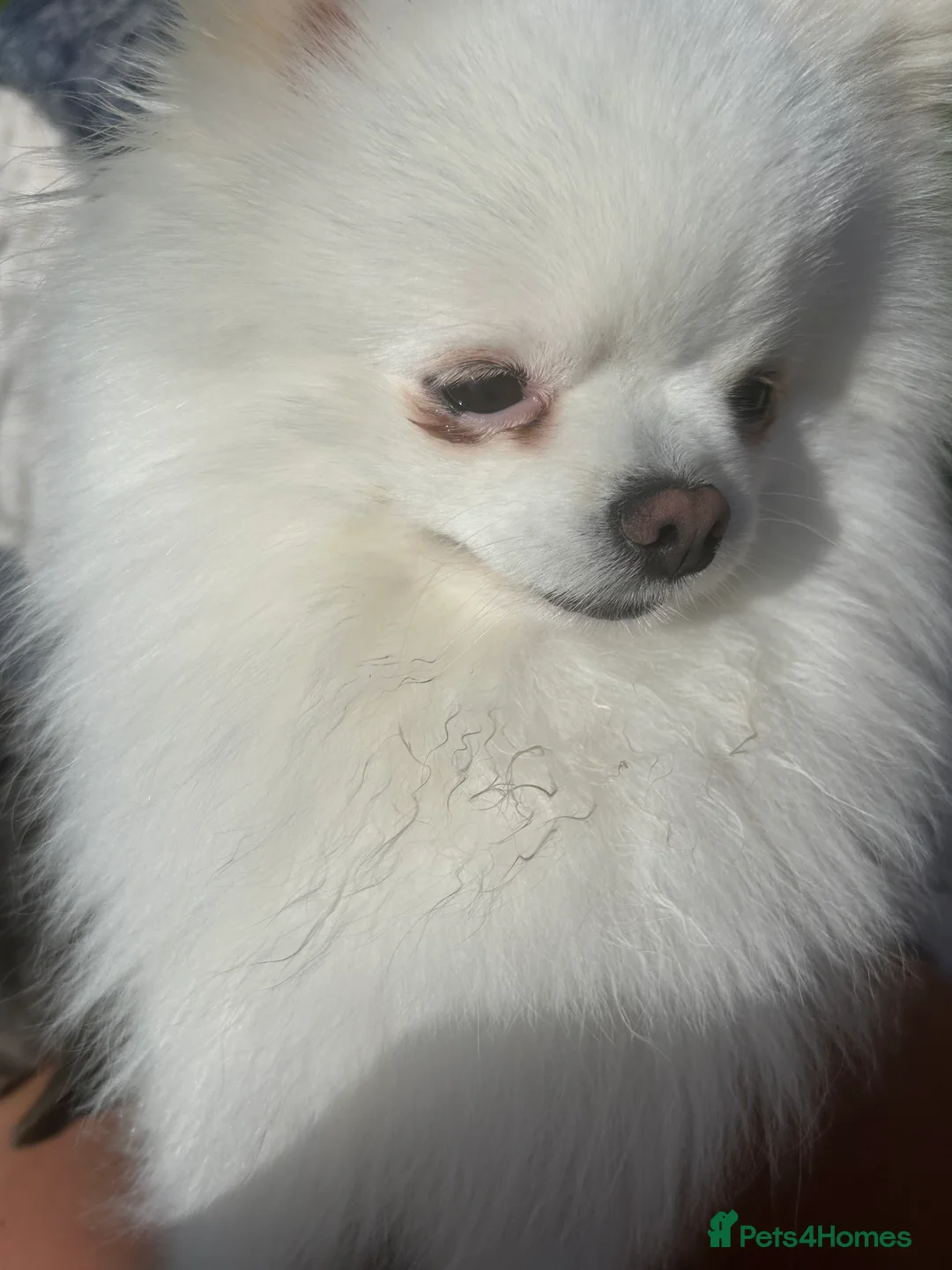 Pomeranian dogs for stud: Olaf white Pomeranian stud in Liverpool - Advert 15