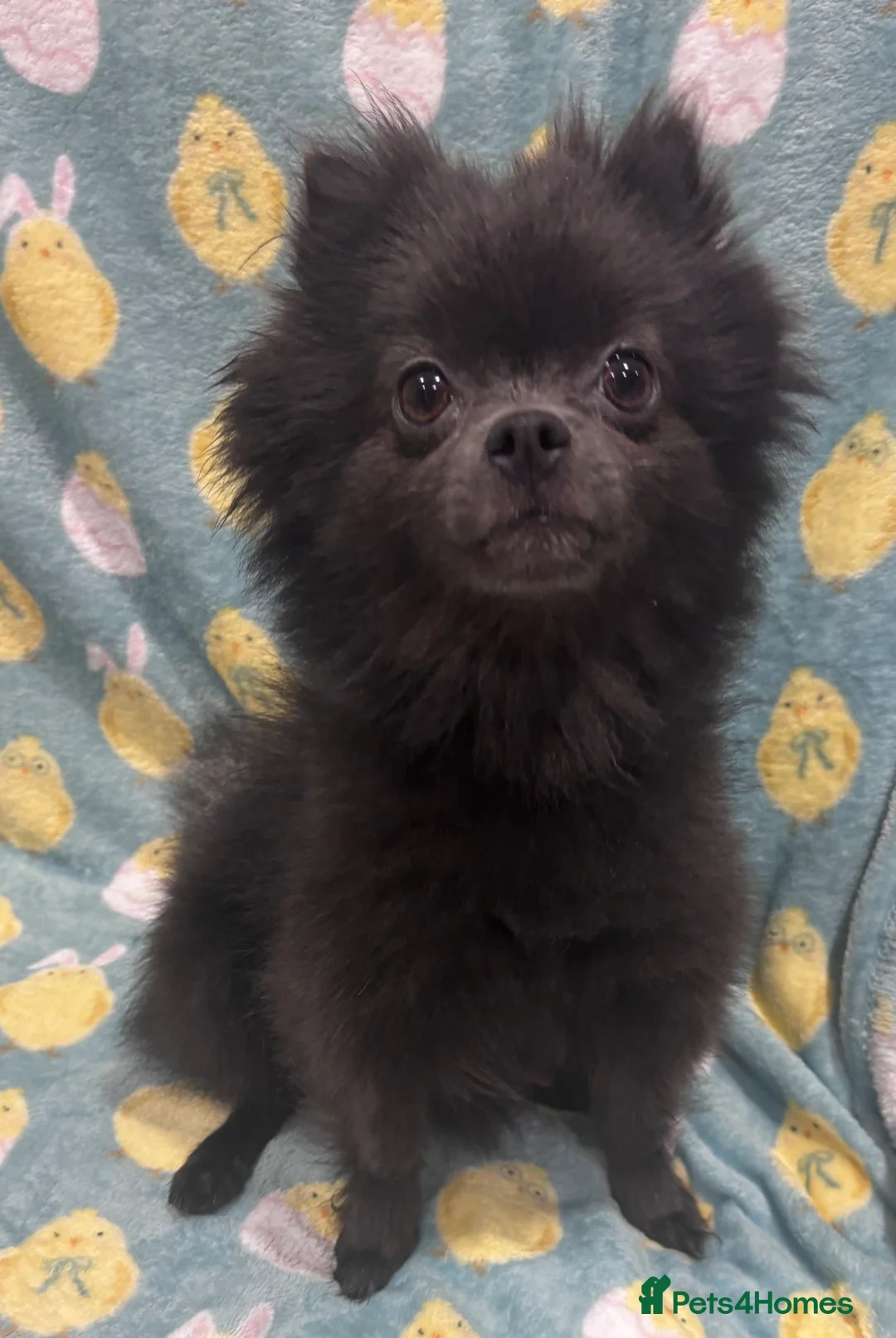 Pomeranian dogs for sale: Kc Pomeranian puppies beautiful colours - Advert 2