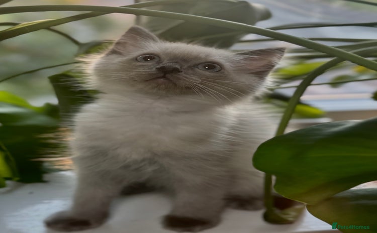 Ragdoll cats - Advert 4
