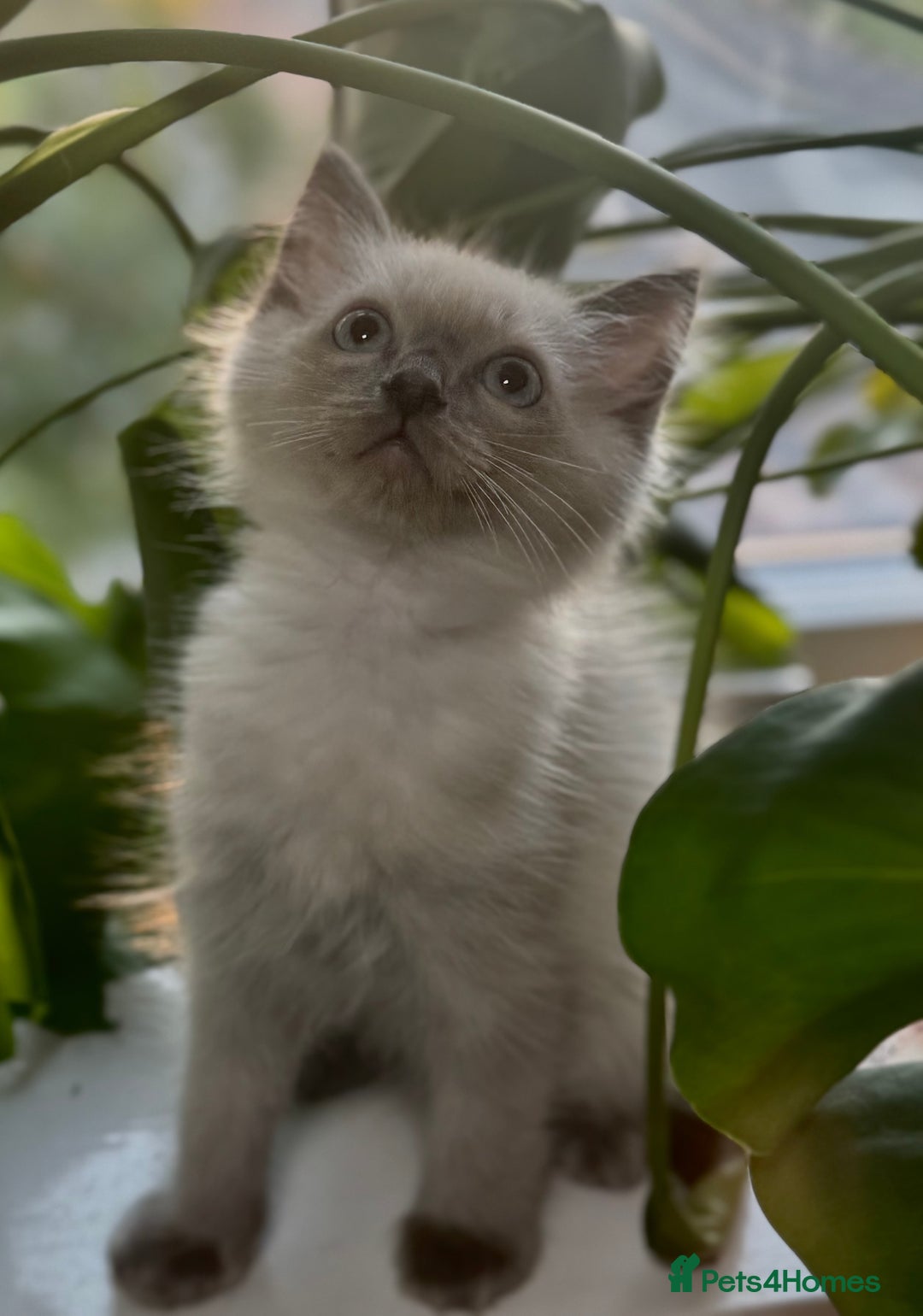 Ragdoll cats for sale: ⭐️BLUEPOINT RAGDOLL KITTEN ⭐️ - Image 1