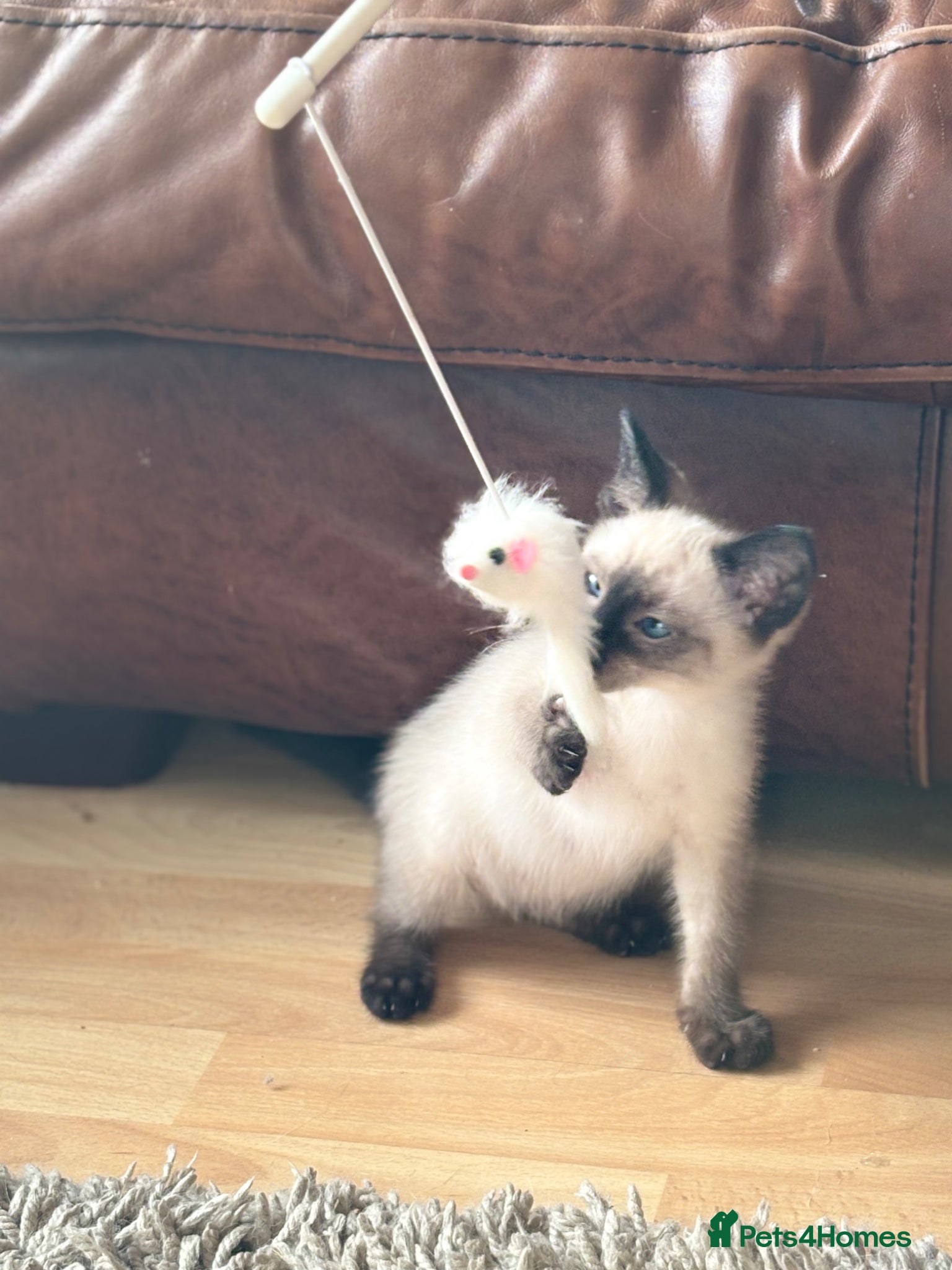 Siamese Kitten 2