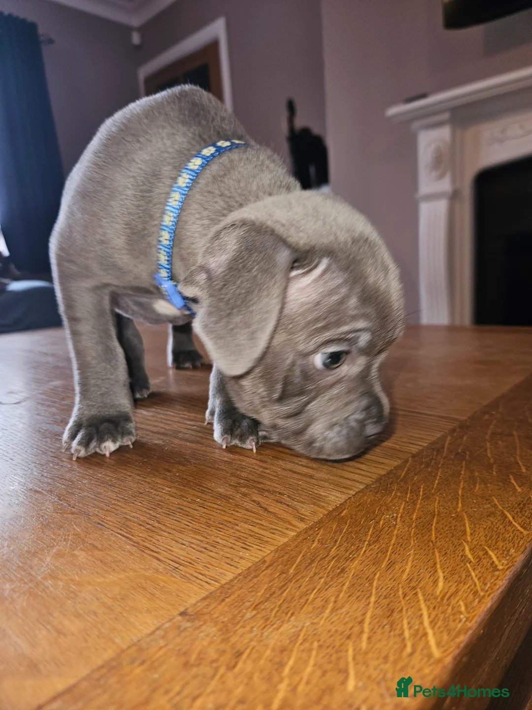 Staffordshire Bull Terrier dogs for sale: Blue staffordshire bull terrier pups - Advert 7