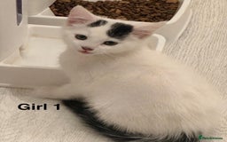 Domestic Shorthair cats for sale: 2 female kittens READY NOW!!! - Image 4
