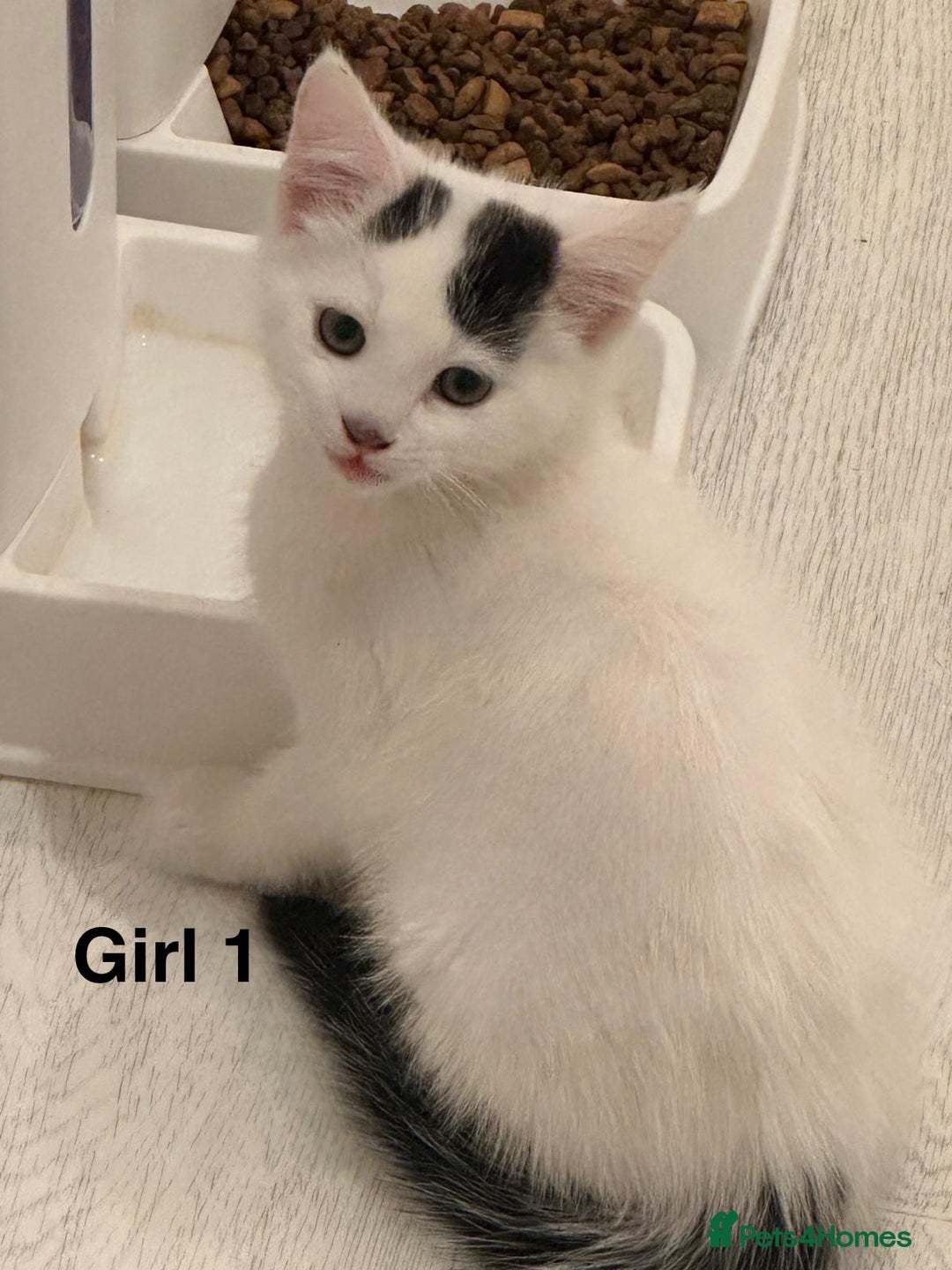Domestic Shorthair cats for sale: 2 female kittens READY NOW!!! - Image 4