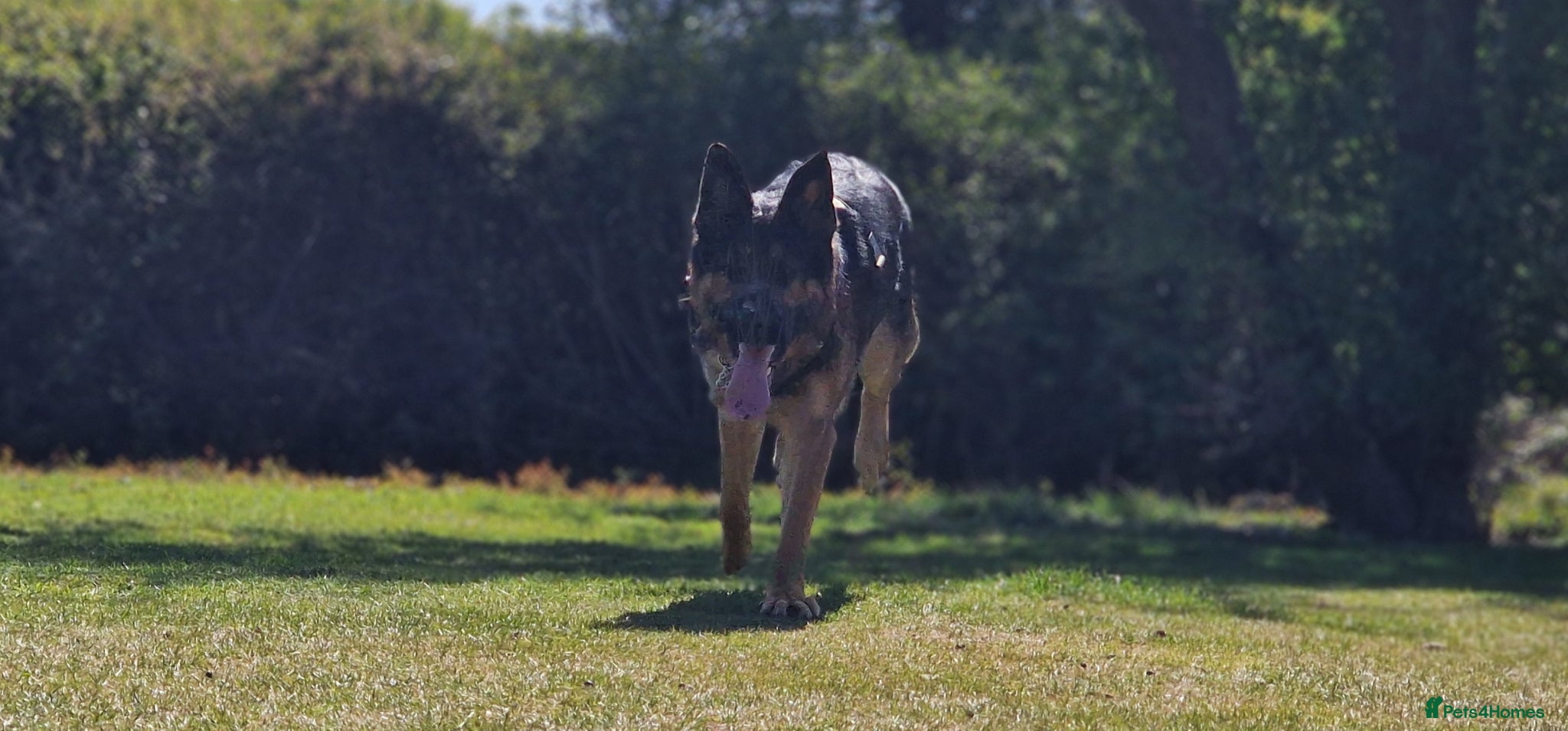 Mixed Breed dogs 3 girls left Now £750 - Advert 2