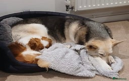 Mixed Breed dogs for adoption: Loving family home needed for little Robbie - Image 3