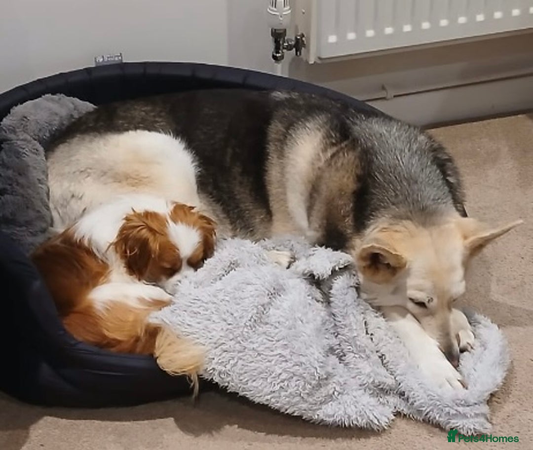 Mixed Breed dogs for adoption: Loving family home needed for little Robbie - Image 3