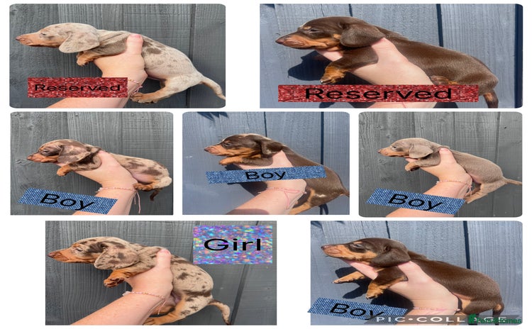 Dachshund dogs - Advert 9